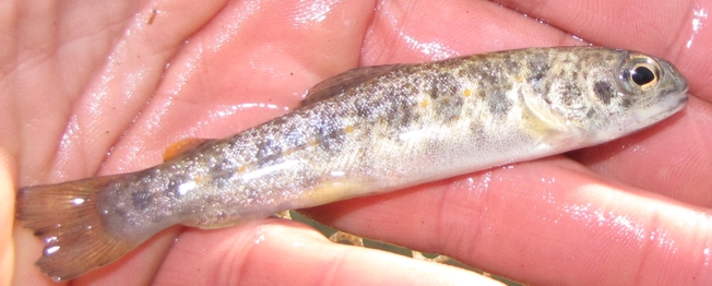 Salmo trutta complex: nuova sintesi sulle origini